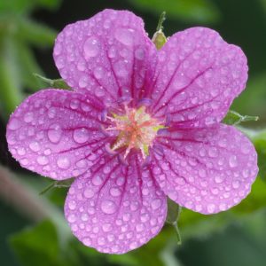 Geranium yoshinoi <p>TOKYO CRANESBILL GROUNDCOVER</p>