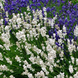 Lavandula angustifolia Alba <p>'White Scent' <p>WHITE SCENT <p>ENGLISH LAVENDER</p>