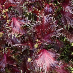Perilla frutescens var. Crispa 'Red Shiso' <p>JAPANESE RED BASIL or RED SHISO</p>