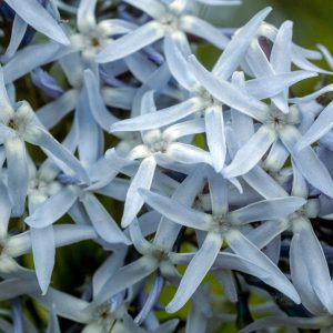 Amsonia hubrichtii <p>HUBRICHT'S BLUE STARS</p>