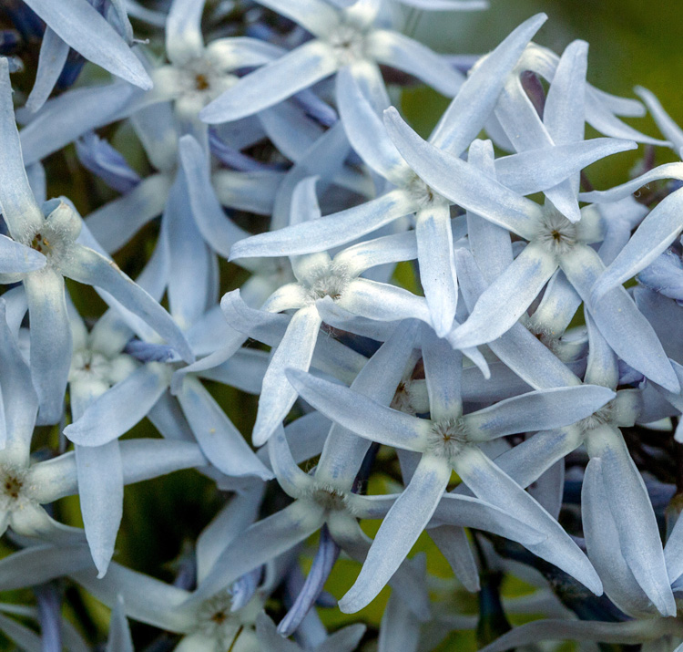 Amsonia hubrichtii <p>HUBRICHT'S BLUE STARS</p>