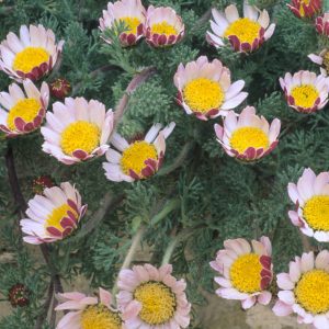 Anacyclus pyrethrum var. depressus f. compactum 'Silver Kisses' <p>SILVER KISSES PYRETHRUM</p>