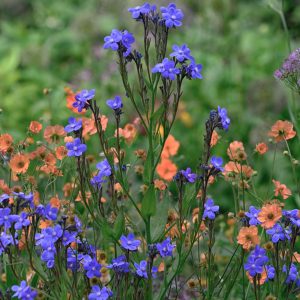 Anchusa azurea 'Feltham Pride' <p>FELTHAM'S PRIDE BUGLOSS <p>No WA</p>