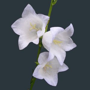Campanula persicifolia <p>‘Grandiflora Alba’ <p>WHITE PEACH BELLS <p>SALE: Buy 1 get 2 packs</p>