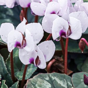 Cyclamen coum 'Album' <p>WHITE PERSIAN VIOLET CYCLAMEN</p>