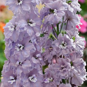 Delphinium elatum <p>'Guinevere Premium' <p>GUINEVERE PREMIUM DELPHINIUMS</p>