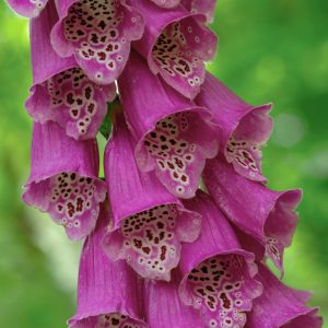 Digitalis purpurea <p>'Berggold' <p>RED FOXGLOVES <p>No Tas.</p>