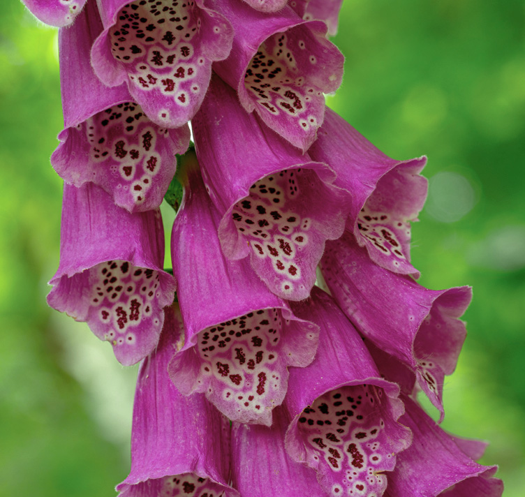 Digitalis purpurea <p>'Berggold' <p>RED FOXGLOVES <p>No Tas.</p>