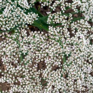 Limonium collinum <p>'Sea Spray' <p>WHITE PERENNIAL STATICE <p>Syn. Goniolimon collinum</p>