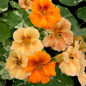 Tropaeolum minus <p>'Tip Top Alaska Mix' <p>ALASKA MIX NASTURTIUMS</p>