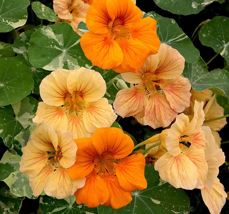 Tropaeolum minus <p>'Tip Top Alaska Mix' <p>ALASKA MIX NASTURTIUMS</p>