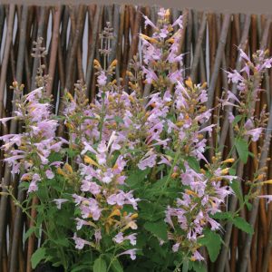 Agastache aurantiaca ‘Lavender Martini’ <p>LAVENDER MARTINI AGASTACHE</p>