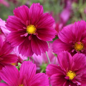 Cosmos bipinnatus 'Fandango' <p>FANDANGO DWARF COSMOS</p>
