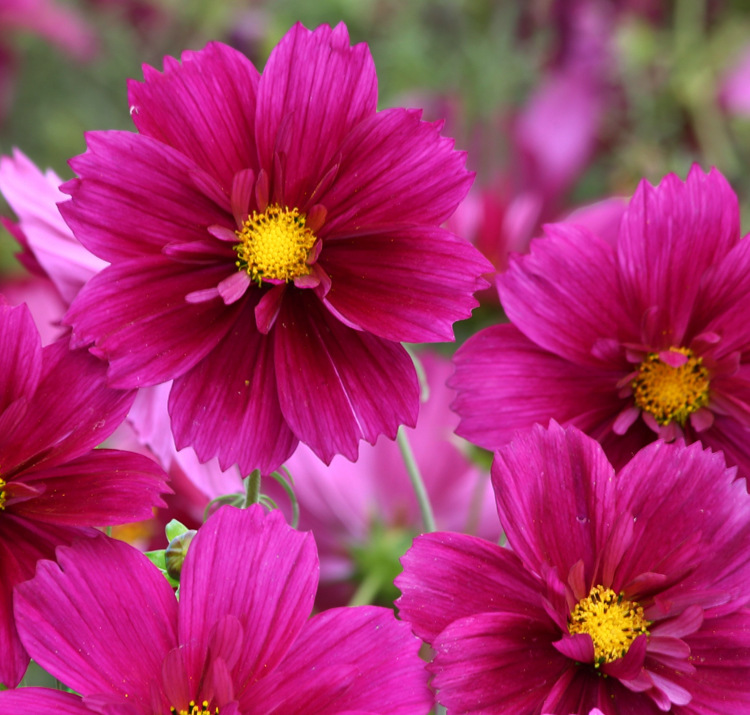 Cosmos bipinnatus 'Fandango' <p>FANDANGO DWARF COSMOS</p>