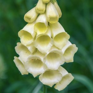 Digitalis grandiflora 'Cream Bell' <p>CREAM DWARF PERENNIAL FOXGLOVES <p>No Tas.</p>