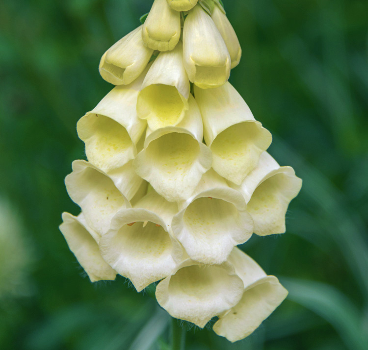 Digitalis grandiflora 'Cream Bell' <p>CREAM DWARF PERENNIAL FOXGLOVES <p>No Tas.</p>