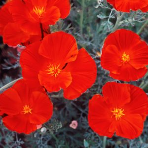 Eschscholzia californica <p>'Red Chief' <p>RED CHIEF CALIFORNIAN POPPIES</p>
