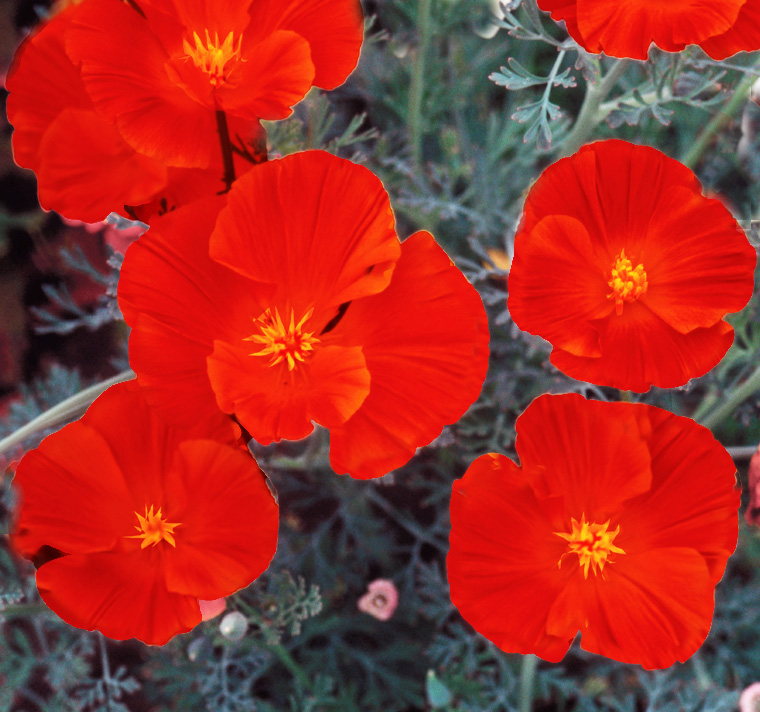 Eschscholzia californica <p>'Red Chief' <p>RED CHIEF CALIFORNIAN POPPIES</p>