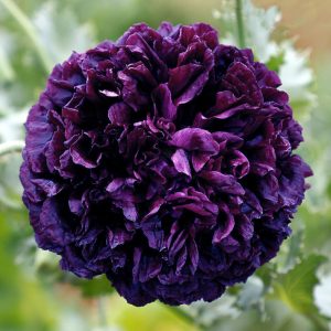 Papaver paeoniflorum <p>'Purple Puff' <p>PURPLE PEONY POPPIES<p>Syn. P. somniferum cv. paeoniflorum <p>No TAS</p>