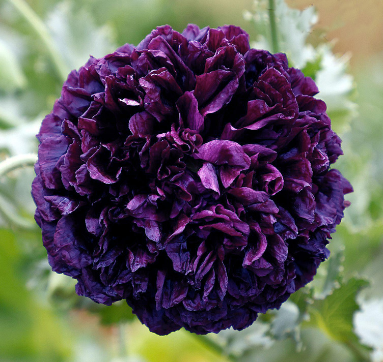 Papaver paeoniflorum <p>'Purple Puff' <p>PURPLE PEONY POPPIES<p>Syn. P. somniferum cv. paeoniflorum <p>No TAS</p>