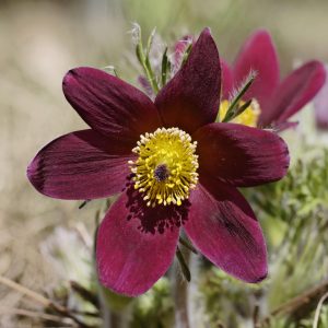 Pulsatilla ambigua <p>FEATHER PASQUE FLOWERS</p>