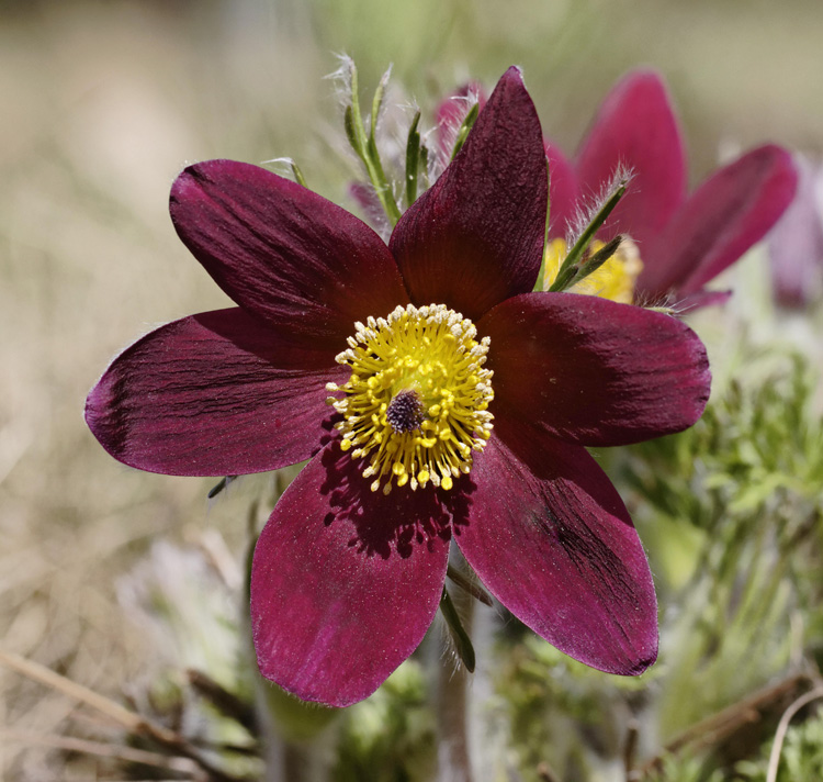 Pulsatilla ambigua <p>FEATHER PASQUE FLOWERS</p>