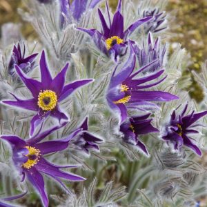 Pulsatilla halleri <p>HALLER'S SILK PASQUE FLOWERS <p>Syn. Anemone halleri</p>