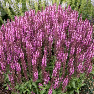 Salvia nemorosa <p>'Rosakonigin' <p>ROSE QUEEN SAGE</p>
