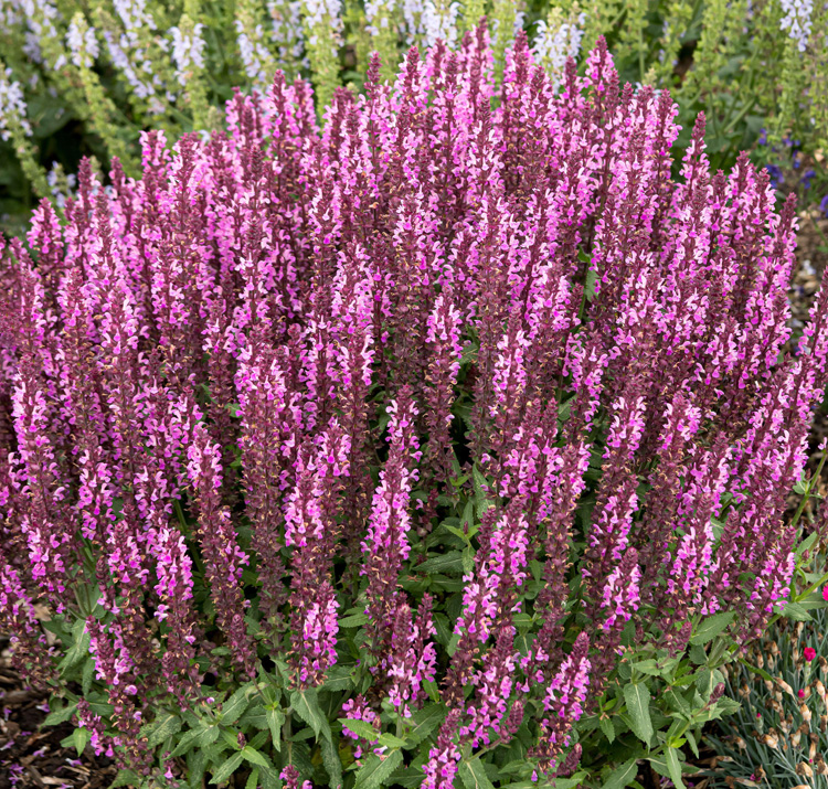 Salvia nemorosa <p>'Rosakonigin' <p>ROSE QUEEN SAGE</p>