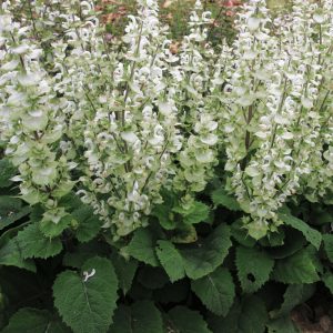Salvia sclarea var. turkestanica alba <p>'Mojito' <p>MOJITO GREEN<p>CLARY SAGE</p>