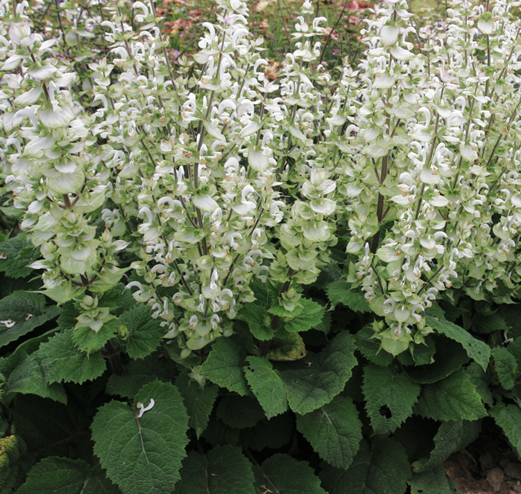 Salvia sclarea var. turkestanica alba <p>'Mojito' <p>MOJITO GREEN<p>CLARY SAGE</p>