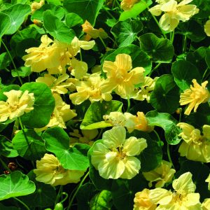 Tropaeolum majus <p>'Double Delight Cream' <p>CREAM DOUBLE NASTURTIUMS</p>