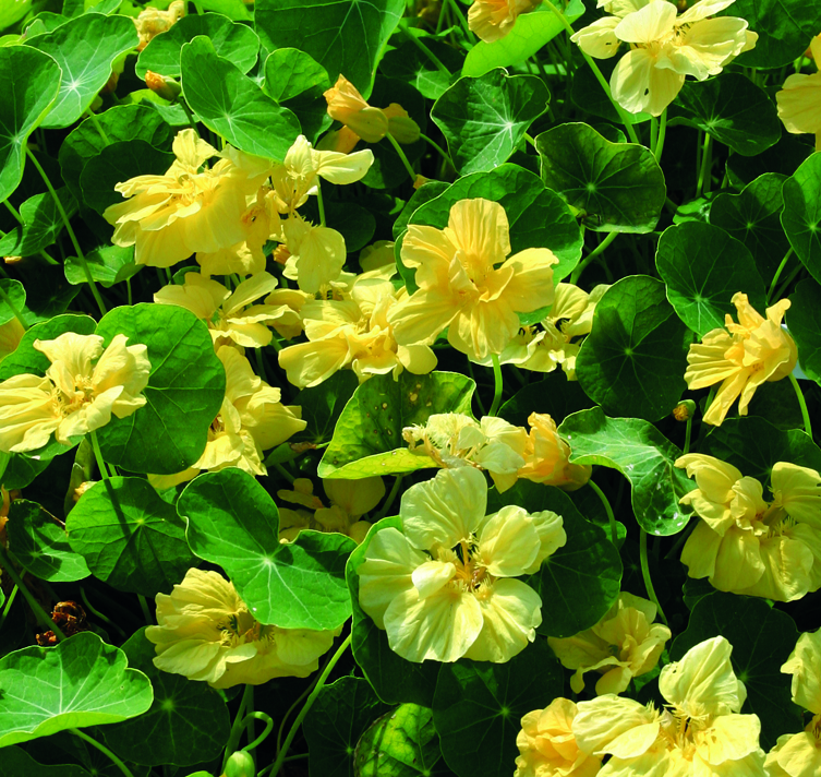 Tropaeolum majus <p>'Double Delight Cream' <p>CREAM DOUBLE NASTURTIUMS</p>