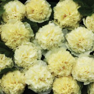 Alcea rosea <p>'Banana' <p>BANANA DOUBLE HOLLHOCKS</p>