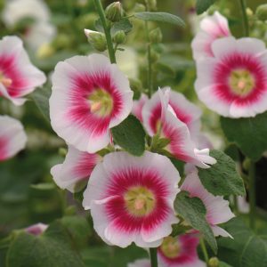Alcea rosea <p>'Halo Blush' <p>HALO BLUSH HOLLYHOCKS</p>