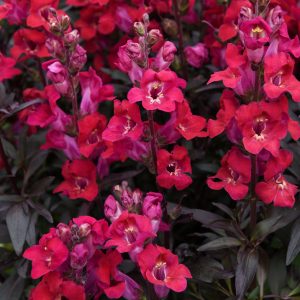Antirrhinum majus <p>‘Mini Cherry Cola’ <p>CHERRY & COLA DWARF SNAPPIES<p>