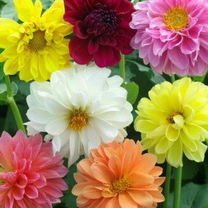 Dahlia pinnata <p>'Giant Hybrids Mixed' <p>DINNER PLATE DAHLIAS</p>