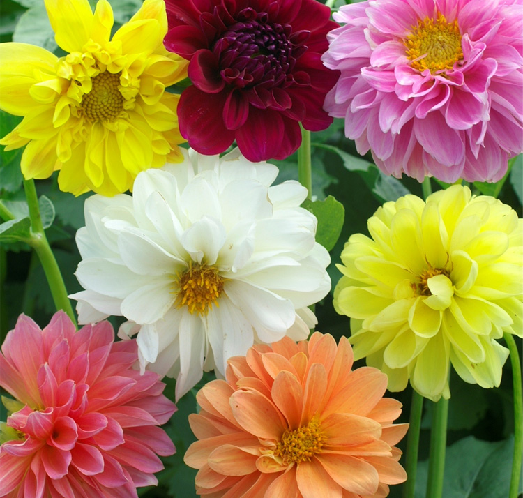Dahlia pinnata <p>'Giant Hybrids Mixed' <p>DINNER PLATE DAHLIAS</p>