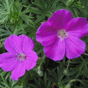 Geranium sanguineum f. nanum <p>DWARF BLOODY CRANESBILL <p>COLLECTOR'S PACK</p>