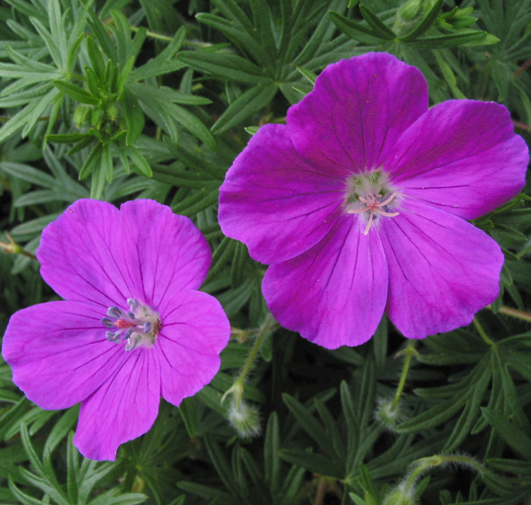 Geranium sanguineum f. nanum <p>DWARF BLOODY CRANESBILL <p>COLLECTOR'S PACK</p>