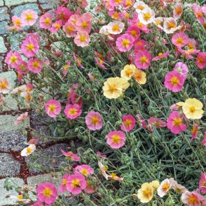 Helianthemum nummularium f. mutabile <p>ROCK ROSES MIX</p>
