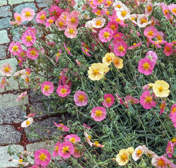 Helianthemum nummularium f. mutabile <p>ROCK ROSES MIX</p>
