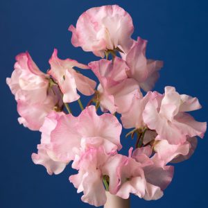 Lathyrus odoratus <p>'Mollie Rilstone' <p>MOLLIE RILSTONE SPENCER SWEET PEAS</p>