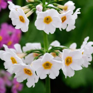 Primula japonica Alba 'Postford White' <p>WHITE CANDELABRA PRIMULA</p>