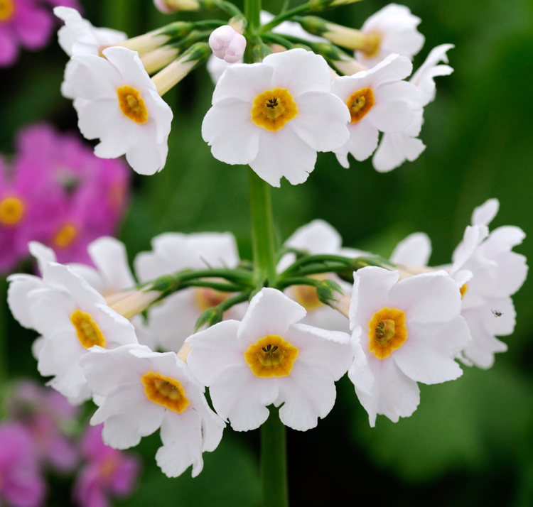 Primula japonica Alba 'Postford White' <p>WHITE CANDELABRA PRIMULA</p>