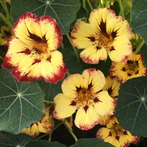 Tropaeolum majus <p>'Orchid Cassis' <p>ORCHID CASSIS NASTURTIUMS</p>