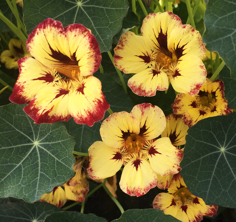 Tropaeolum majus <p>'Orchid Cassis' <p>ORCHID CASSIS NASTURTIUMS</p>