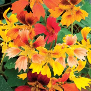 Tropaeolum minus 'Phoenix' <p>DWARF PHOENIX NASTURTIUMS</p>