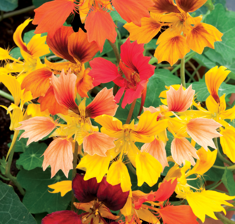 Tropaeolum minus 'Phoenix' <p>DWARF PHOENIX NASTURTIUMS</p>