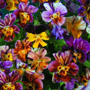 Viola cornuta <p>'Brush Strokes' <p>BRUSH STROKE <p>DONKEY EARS</p>